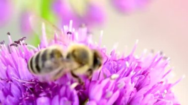Bal arısı yazın Almanya 'da bir Allium çiçeğinin üzerinde, makro manzara