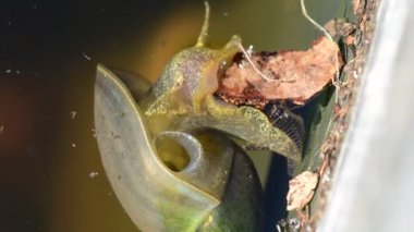 Büyük gölet salyangozu bir göletin su yüzeyinde süzülür, makro manzara, nefes almak için açık manto mağarasını görebilirsiniz.