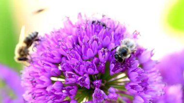 Bal arısı yazın Almanya 'da bir Allium çiçeğinin üzerinde, makro manzara