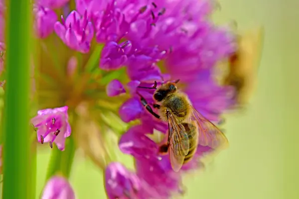 stock image bee on flower of an Allium