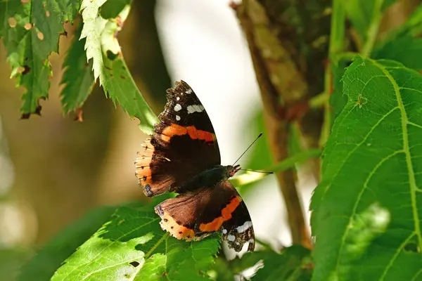 stock image Red admiral, German butterfly on a leaf in summer