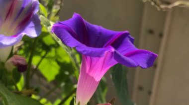 Mavili sabah çiçekleri ve kamera sürücüsü