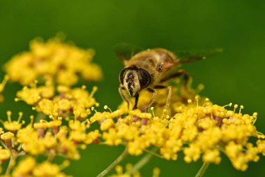 İnsansız hava aracı, bir rezene çiçeğinin üzerinde uçan sinek 