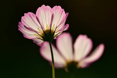 Siyah bir arkaplanda bulanık kozmetik çiçekleri