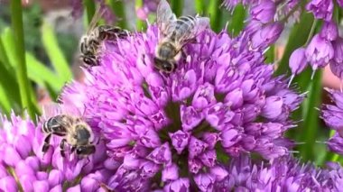  Bal arıları yazın Almanya 'da bir Allium çiçeğinde, makro manzaralı