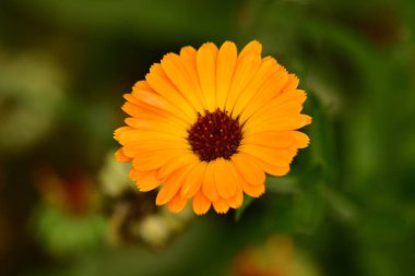 Kadife çiçeği, çiçekli şifalı bitki.