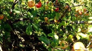 Olgun ve kırmızı elmalarla bir elma ağacının içinden uç.