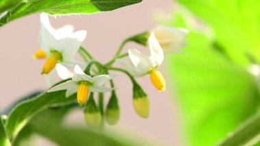 Solanum nigrum, çiçekli ve dutlu tıbbi bitki.