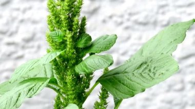 Yaprakları, çiçekleri ve tohumları yakın planda olan sıradan bir çalı yosunu.