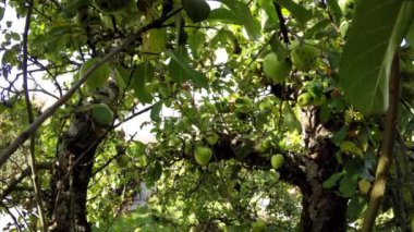 Yaz mevsiminde ağaçta elmalar uçuşuyor ve kamera ağacın tepesinde uçuyor.