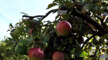 Yaz mevsiminde ağaçta elmalar uçuşuyor ve kamera ağacın tepesinde uçuyor.