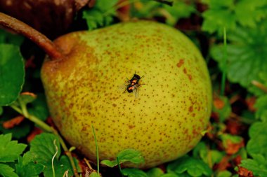 Olgunlaşmış bir armut üzerinde sinek sineği.