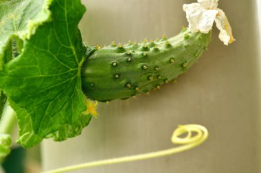Yakından tırmanan bir kancayla salatalık yetiştiriyorum.