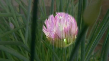 Frenk soğanı, yeşil bitki ve çiçek bir ışıkta beliriyor.