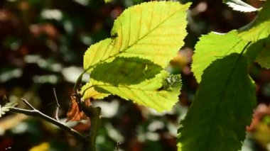 Almanya 'da sonbaharda hafif esintide kayın yaprağı boyanıyor.