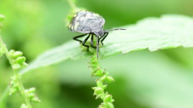 Güney yeşil kalkan böceği yazın Almanya 'da Isırgan ısırganı üzerine