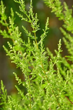Tatlı Annie, sonbaharda Almanya 'da bir bahçede Çin şifalı bitkisi.