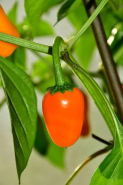 ripe orange jalapeno chili on its plant clipart