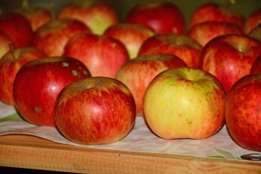 ripe red apples stored on a shelf in a cellar in Germany in late summer clipart