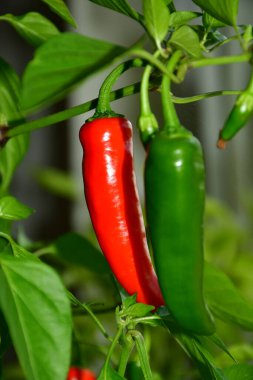 Olgun kırmızı ve yeşil biberli biber.