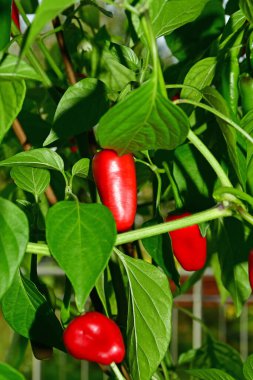  ripe jalapeno chili on its plant clipart