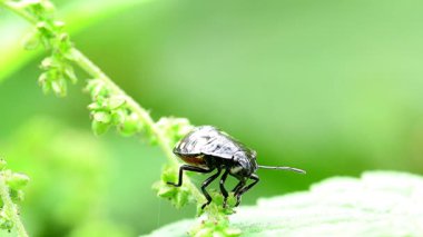 Almanya 'nın güneyindeki yeşil kalkan böceği ısırgan otuyla besleniyor.