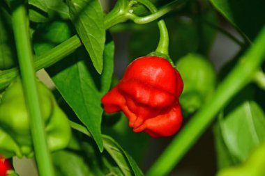 Piskoposlar bitkisinin üzerinde kırmızı biber taçlandırır