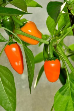 ripe jalapeno chilis on its plant clipart