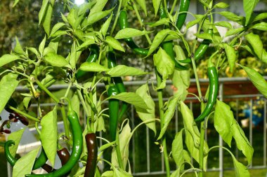 cayenne chili on its plant in a closeup clipart