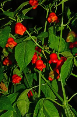 Piskoposlar bitkisinin üzerinde kırmızı biber taçlandırır