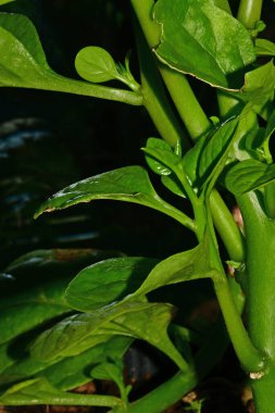 Malabar spinach in a greenhouse in a closeup clipart