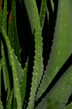 Aloe Vera, taze yapraklı tıbbi bitki.