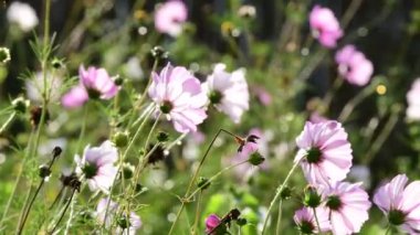 Meksikalılar arka planda bir çayırda hafif bir sonbahar esintisinde hareket ediyorlar.