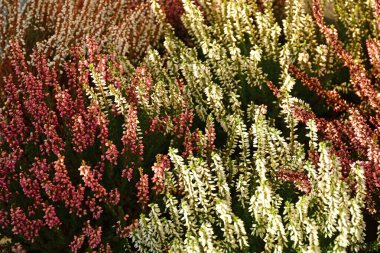 Heather, kırmızı beyaz çiçekler.