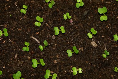 Çin bok choy fideleri
