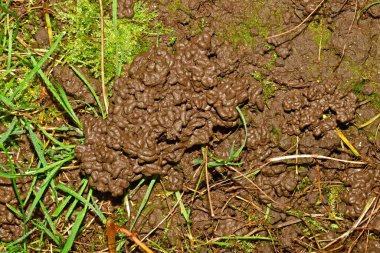 Bahçede bir solucan izi var.