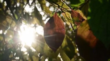 Işıl ışıl güneşe sahip arka planda kalan güz ağacı yaprağı.