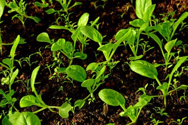 Tatsoi, Çin sebze fideleri yakın planda.