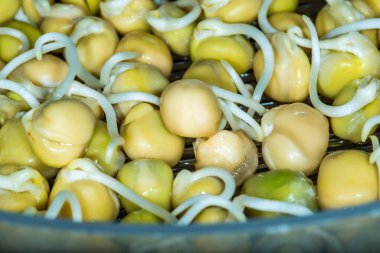 Makro görünümde nohut filizleri