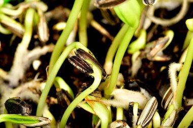 sunflower microgreen in a macro shot clipart