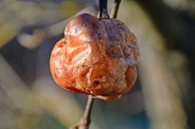 rotten apples on a tree in winter in Germany clipart