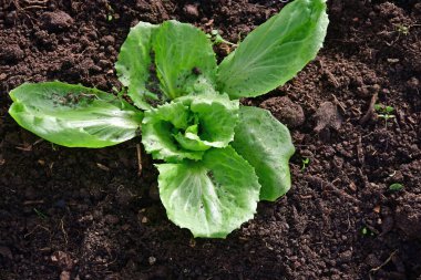 sugarleaf salad, young seedling in a greenhouse in winter in Germany clipart