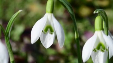 Kardelen, Alman bahar flora erken çiçek 