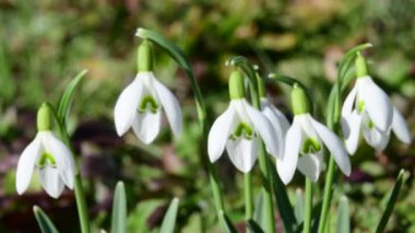 Kardelen, Alman bahar flora erken çiçek 