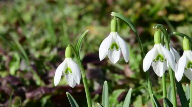 Kardelen, Alman bahar flora erken çiçek 