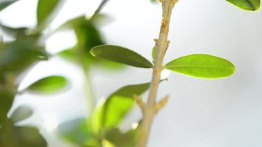 Zeytin yağı, zeytin ağacının dallarıyla cam bir kâseye karışıyor.