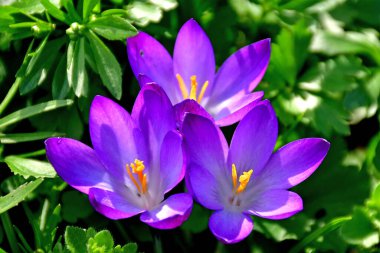 İlkbaharın başlarında bir Alman bahçesinde