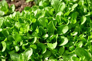 Baharda bir Alman bahçesinde mısır salatası