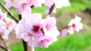 İlkbaharda çiçekli şeftali ağacı yakın planda.