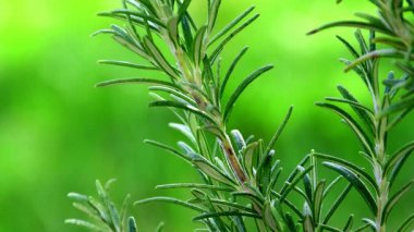 Baharda taze filizlerle biberiye ve baharat.